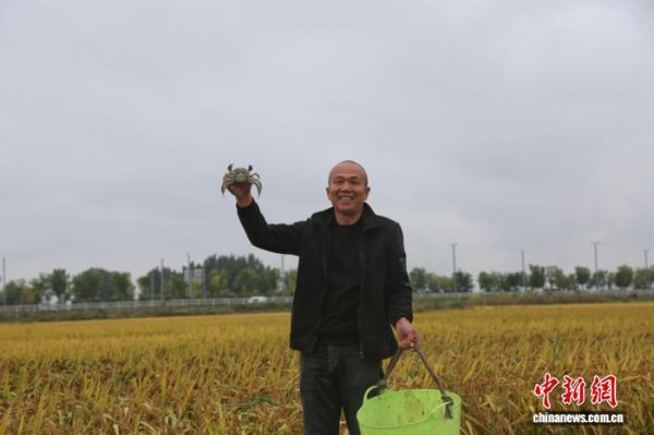 信弘优配 （乡村行·看振兴）太原晋源：稻浪翻金蟹肥美 一田双收效益增