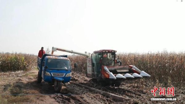 天添盈 山西祁县：多方联动抢收抢烘 确保秋粮颗粒归仓